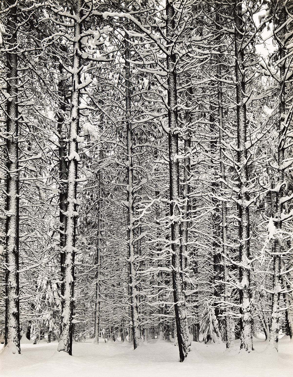 ANSEL ADAMS (1902-1984) Trees and Snow (Pine Forest and Snow).
